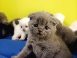 Scottish Fold Yavrular