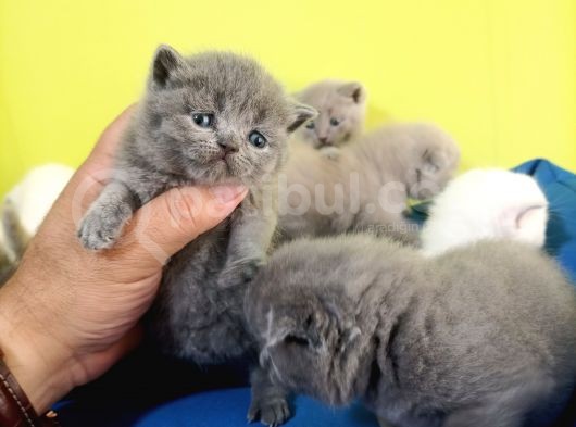 British Shorthair Yavruları görsel