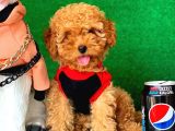 Orijinal Red Toy Poodle Yavrumuz Mevcuttur