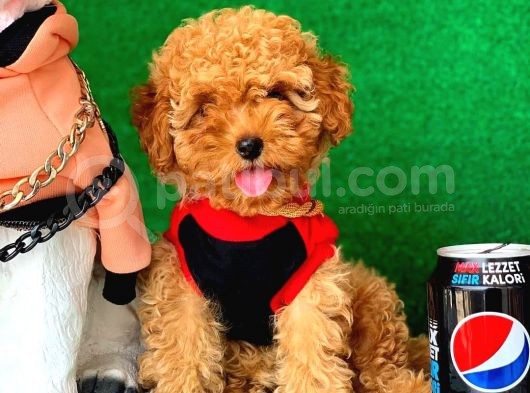 Orijinal Red Toy Poodle Yavrumuz Mevcuttur