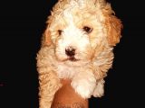 Maltipoo Kalitesinde Terrier Bebekler