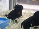 Siyah Erkek Pug Yavrularımız