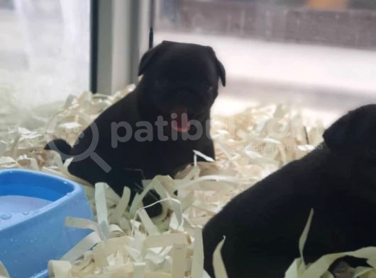 Siyah Erkek Pug Yavrularımız