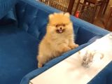 2.5 Aylık Erkek Pomeranian