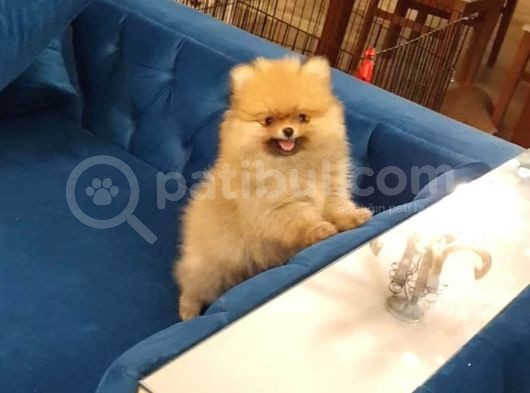 2.5 Aylık Erkek Pomeranian