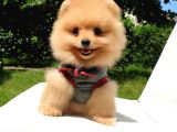 Pomeranian Boo Teddy Bear Yavrular