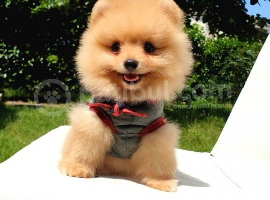 Pomeranian Boo Teddy Bear Yavrular görsel