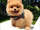 Pomeranian Boo Teddy Bear Yavrular