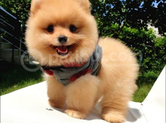 Pomeranian Boo Teddy Bear Yavrular görsel
