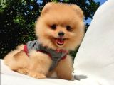 Pomeranian Boo Teddy Bear Yavrular