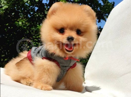 Pomeranian Boo Teddy Bear Yavrular görsel