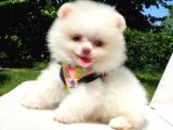 Pomeranian Boo Teddy Bear Yavrular