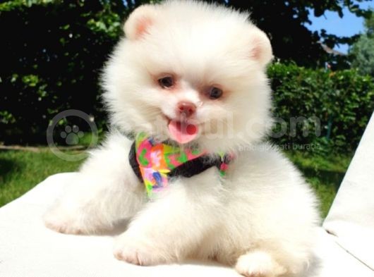 Pomeranian Boo Teddy Bear Yavrular görsel
