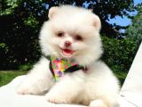Pomeranian Boo Teddy Bear Yavrular