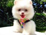 Pomeranian Boo Teddy Bear Yavrular