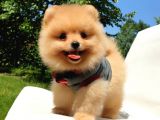 Pomeranian Boo Teddy Bear Yavrular