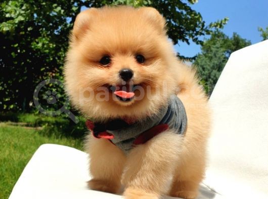 Pomeranian Boo Teddy Bear Yavrular