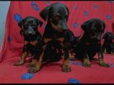King Doberman Yavruları