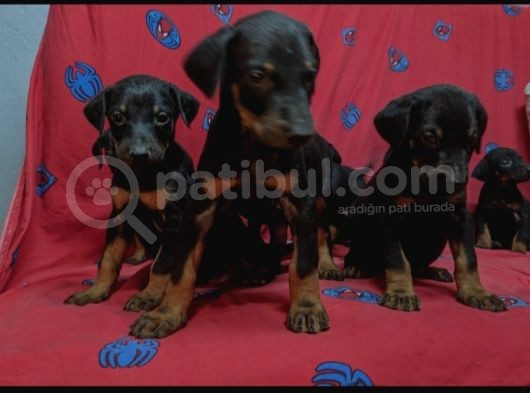 King Doberman Yavruları görsel