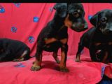 King Doberman Yavruları