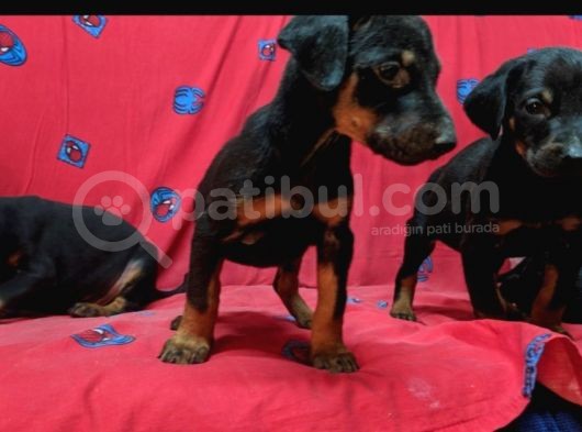 King Doberman Yavruları