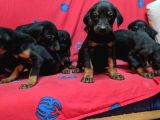 King Doberman Yavruları