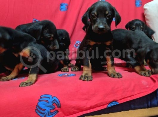 King Doberman Yavruları görsel