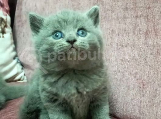 4 Dişi 1 Erkek görsel