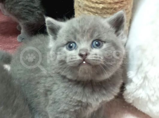 4 Dişi 1 Erkek görsel