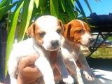 Jack  Russel Yavrularımız