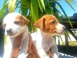 Jack  Russel Yavrularımız