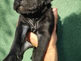 Cane Corso  Yavrularımız