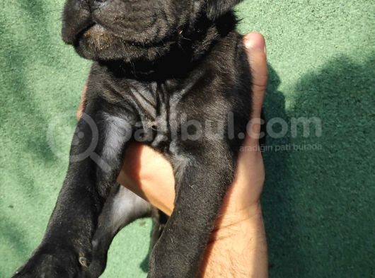 Cane Corso  Yavrularımız
