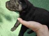 Cane Corso  Yavrularımız