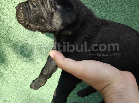 Cane Corso  Yavrularımız görsel