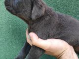 Cane Corso  Yavrularımız