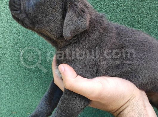 Cane Corso  Yavrularımız görsel