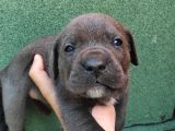 Cane Corso  Yavrularımız