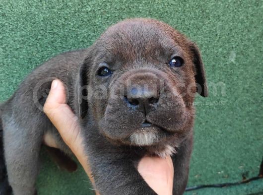Cane Corso  Yavrularımız görsel