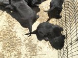 Cane Corso  Yavrularımız