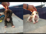 Yavru Pitbull 2 Adet