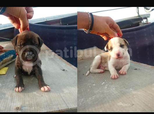 Yavru Pitbull 2 Adet