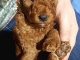 Apricot Ve Brown Toypoodle Yavru