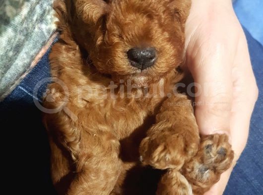 Apricot Ve Brown Toypoodle Yavru görsel