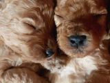 Apricot Ve Brown Toypoodle Yavru