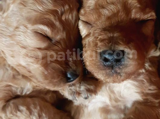 Apricot Ve Brown Toypoodle Yavru görsel