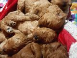 Apricot ve Brown Toypoodle Yavru