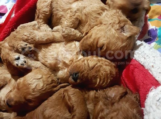Apricot Ve Brown Toypoodle Yavru