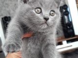 Aşıları Yapilmis Safkan Irk Yavrumuza Yuva Arıyoruz