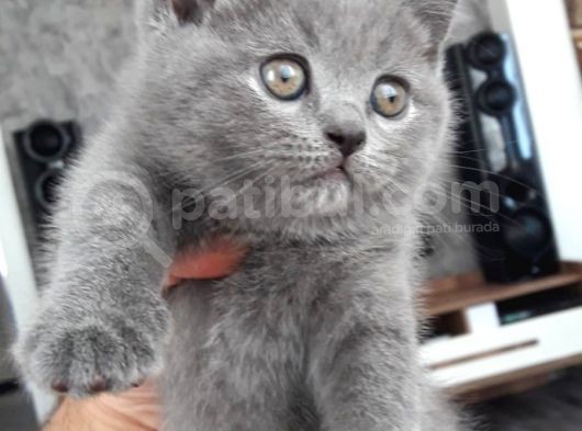Aşıları Yapilmis Safkan Irk Yavrumuza Yuva Arıyoruz görsel